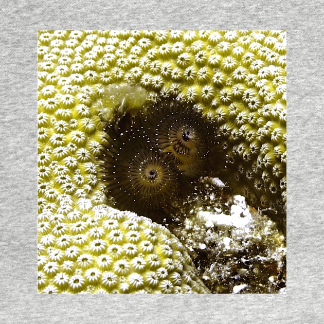 Black Christmas Tree Worm by Scubagirlamy